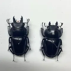 2026年最新】ヤエヤママルバネの人気アイテム - メルカリ