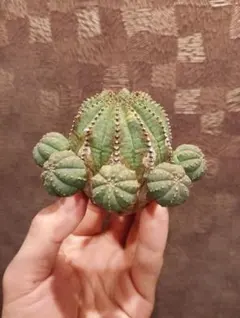 2026年最新】オベサ 木質化の人気アイテム - メルカリ