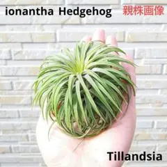 2026年最新】ヘッジホッグ イオナンタの人気アイテム - メルカリ