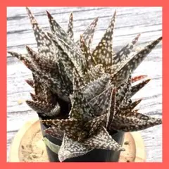 2026年最新】ロウルサンコ ラベルの人気アイテム - メルカリ