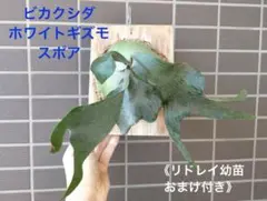 2026年最新】gizmo ビカクシダの人気アイテム - メルカリ