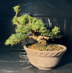 五葉松（山木から年数持ち込み古い） - メルカリ