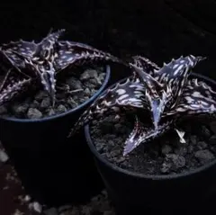 2026年最新】ロウルサンコ アロエの人気アイテム - メルカリ