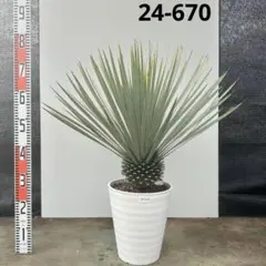 2026年最新】ロストラータ ブルーの人気アイテム - メルカリ