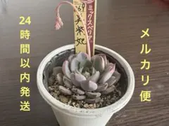 2026年最新】美紫妃の人気アイテム - メルカリ