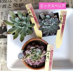 2026年最新】おらいさん苗赤鬼の人気アイテム - メルカリ