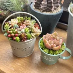 2026年最新】多肉 そのまま飾れる寄せ植えの人気アイテム - メルカリ