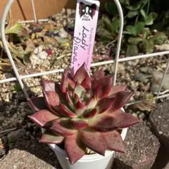 2026年最新】ルイパパの人気アイテム - メルカリ