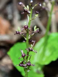 2026年最新】野生蘭の人気アイテム - メルカリ