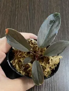 2026年最新】ホマロメナ ブラックの人気アイテム - メルカリ