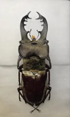 2026年最新】ミヤマクワガタ 標本の人気アイテム - メルカリ