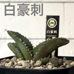 2026年最新】白豪刺の人気アイテム - メルカリ