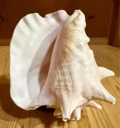 2026年最新】法螺貝笛の人気アイテム - メルカリ