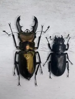 2026年最新】エラフスホソアカクワガタ 標本の人気アイテム - メルカリ