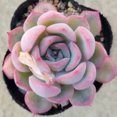 2026年最新】ロウルサンコの人気アイテム - メルカリ