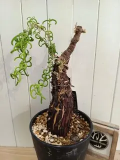 2026年最新】メストクレマ ツベローサムの人気アイテム - メルカリ