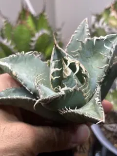 2026年最新】チタノタ悪魔くんの人気アイテム - メルカリ