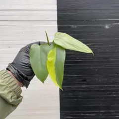 2026年最新】フィロデンドロンシルバーソードの人気アイテム - メルカリ