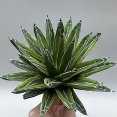 2026年最新】アガベ 笹の雪 氷山の人気アイテム - メルカリ