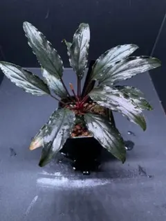 2026年最新】ホマロメナ 赤備の人気アイテム - メルカリ