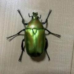 2026年最新】カナブン標本の人気アイテム - メルカリ