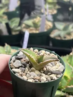 2026年最新】イラン株 アガベの人気アイテム - メルカリ