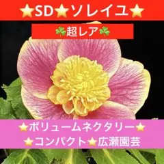 2026年最新】ソレイユ クリスマスローズの人気アイテム - メルカリ