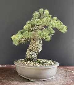 2026年最新】銀八房五葉松の人気アイテム - メルカリ