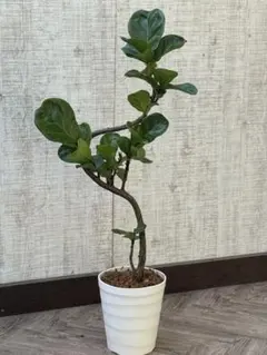 2026年最新】カシワバゴムの人気アイテム - メルカリ