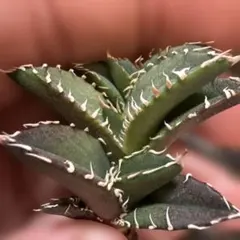 2026年最新】オテロイ実生の人気アイテム - メルカリ