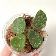 2026年最新】ホヤ マチルダの人気アイテム - メルカリ