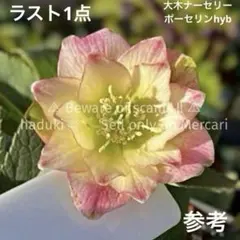 2026年最新】ポーセリン クリスマスローズの人気アイテム - メルカリ