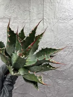 2026年最新】アガベ イラン株の人気アイテム - メルカリ