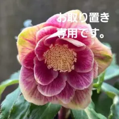 まい様お取り置き専用 クリスマスローズ 広瀬園芸【ソレイユ】開花株