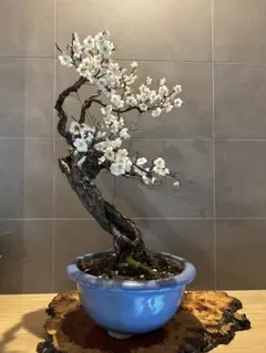 2026年最新】盆栽野梅の人気アイテム - メルカリ