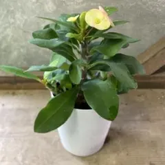 2026年最新】花キリン シャインキッスの人気アイテム - メルカリ