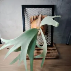 2026年最新】willinckii cloudの人気アイテム - メルカリ