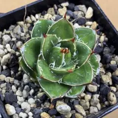 2026年最新】アガベ 王妃笹の雪 a型の人気アイテム - メルカリ