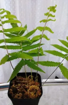 2026年最新】シダの人気アイテム - メルカリ