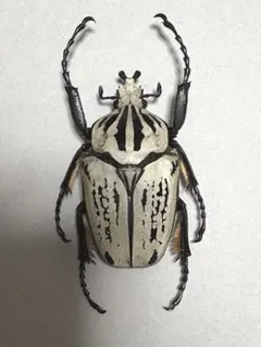 2026年最新】ゴライアス標本の人気アイテム - メルカリ