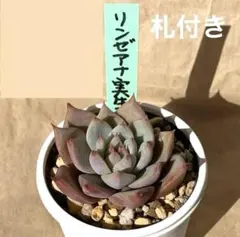 2026年最新】おらい リンゼアナの人気アイテム - メルカリ