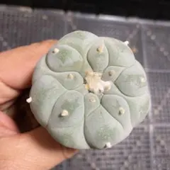 2026年最新】銀冠玉の人気アイテム - メルカリ