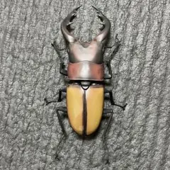 2026年最新】ノコギリクワガタ標本の人気アイテム - メルカリ