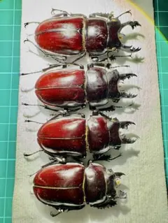 2026年最新】ヤエヤママルバネクワガタ標本の人気アイテム - メルカリ