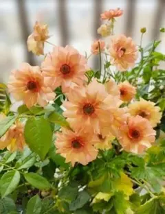 2026年最新】ラナンキュラスラックス ロティスの人気アイテム - メルカリ