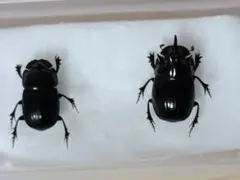 2026年最新】ダイコクコガネ 標本の人気アイテム - メルカリ