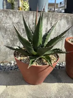 2026年最新】アガベ モンタナの人気アイテム - メルカリ