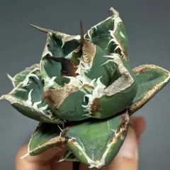 2026年最新】南アフリカダイヤモンド 錦の人気アイテム - メルカリ