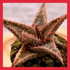 2026年最新】ロウルサンコさん苗の人気アイテム - メルカリ