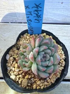 2026年最新】おらい そわそわの人気アイテム - メルカリ